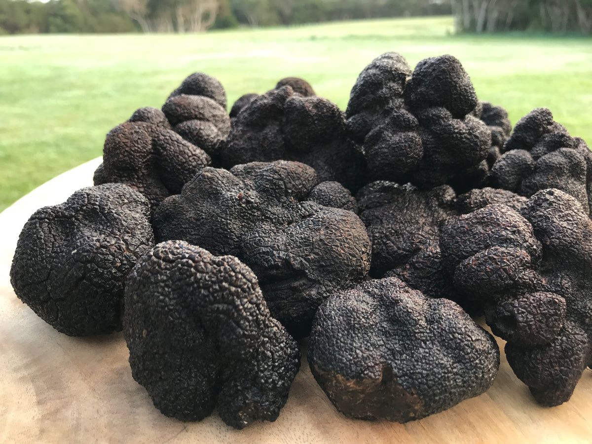 Fresh Black Winter Truffles Main Ridge Truffles Buy Truffles